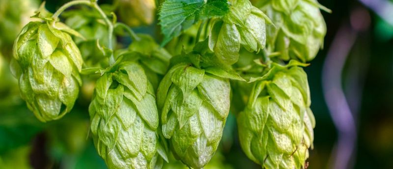 Kochen mit Hopfen, hier sieht man eine Hopfenpflanze im Herbst